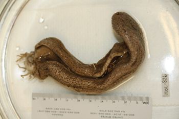 Media type: image;   Invertebrate Zoology HOL-826 Description: Preserved specimen.;